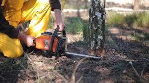 Best Tree Cabling and Bracing  in Meridian, MS